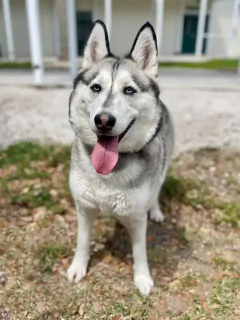 Nala