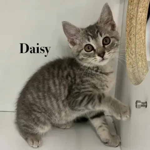 Daisy