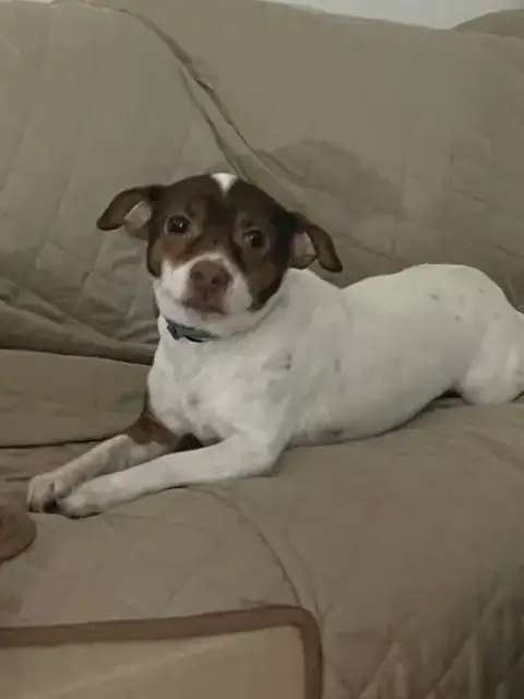 Rosie photo 5