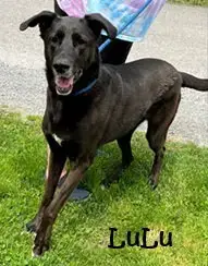 Lulu photo 2