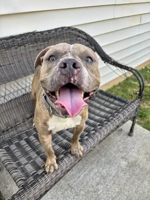 Rex