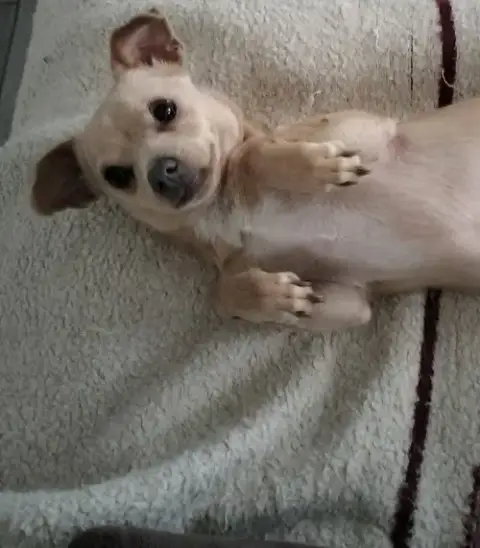 Little Man photo 2