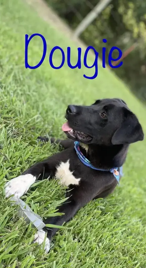 Dougie Boy photo 2