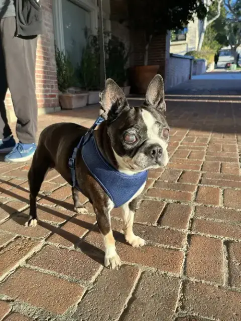 Molly