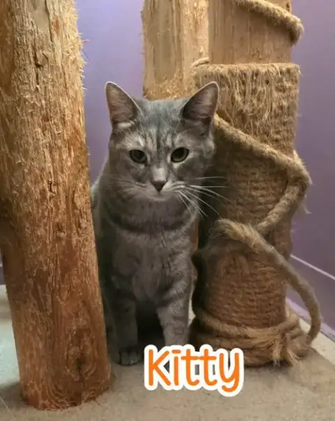 Kitty photo 3