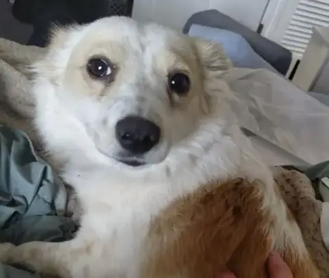 Lucy *Foster Home Needed* photo 2