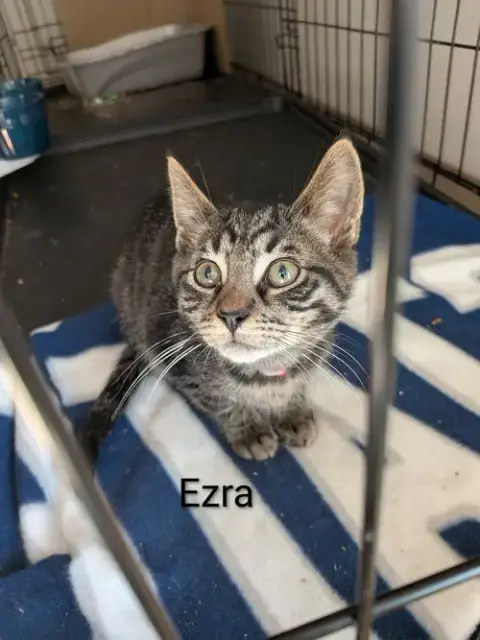 Ezra photo 2