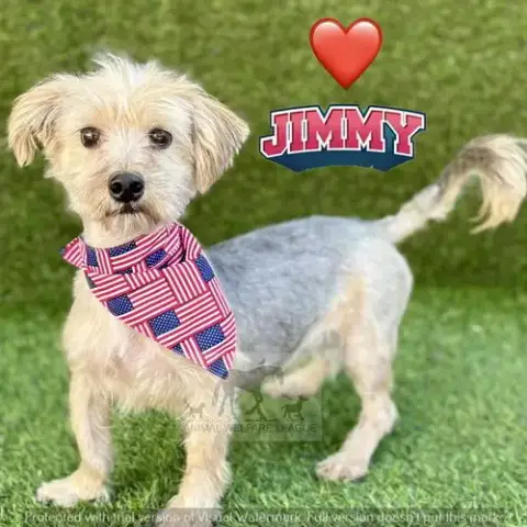Jimmy