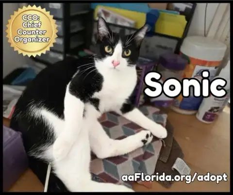 Sonic photo 5