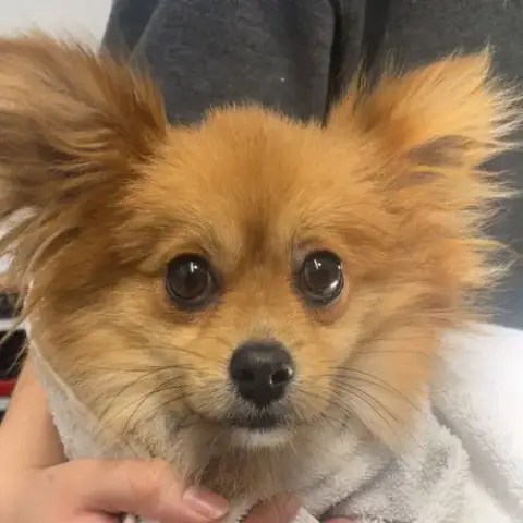 Pippino