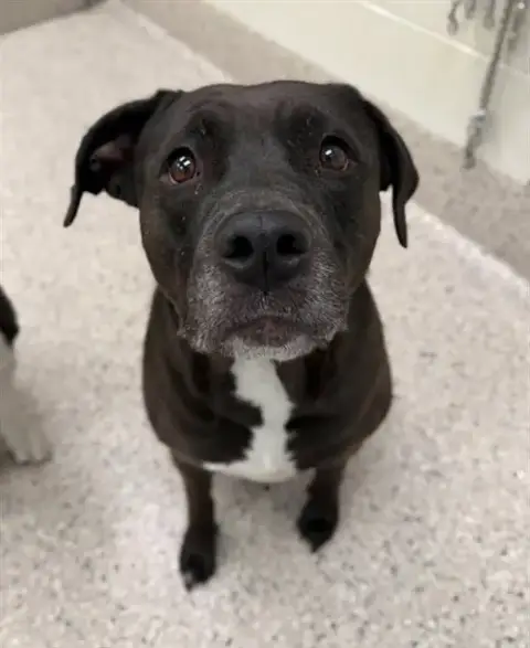 Lila