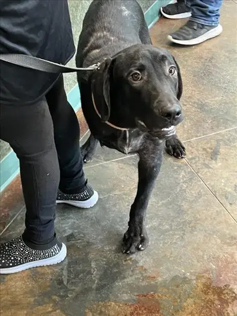 Pup Pup
