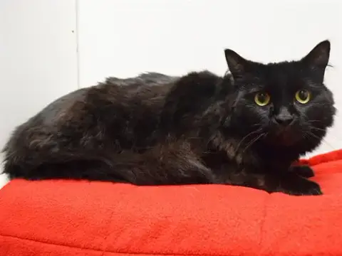 Panther