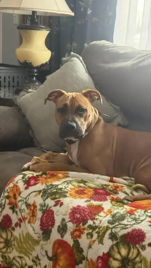 Rosie photo 2