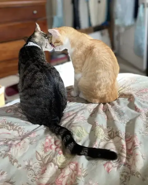 Parker And Echo photo 4