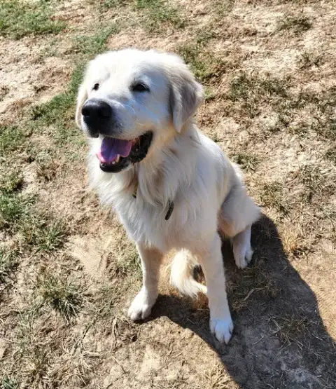 Polar