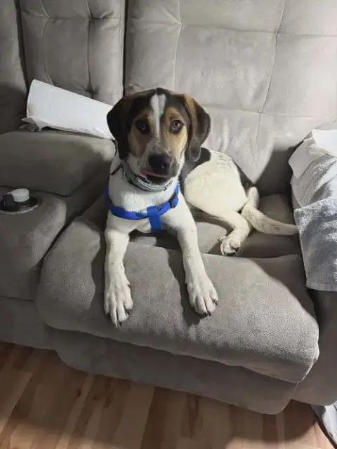 Colby