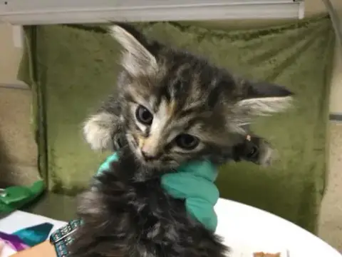 Mozzarella