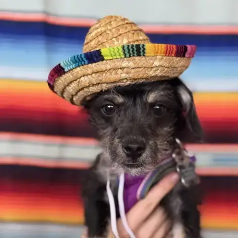 Pippa