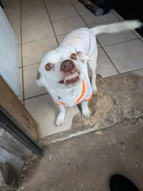 Archie photo 4