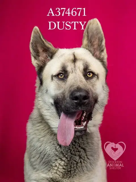 Dusty