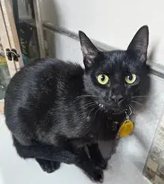 Kitten Maizey