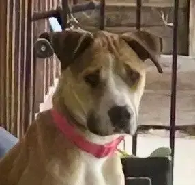 Harper