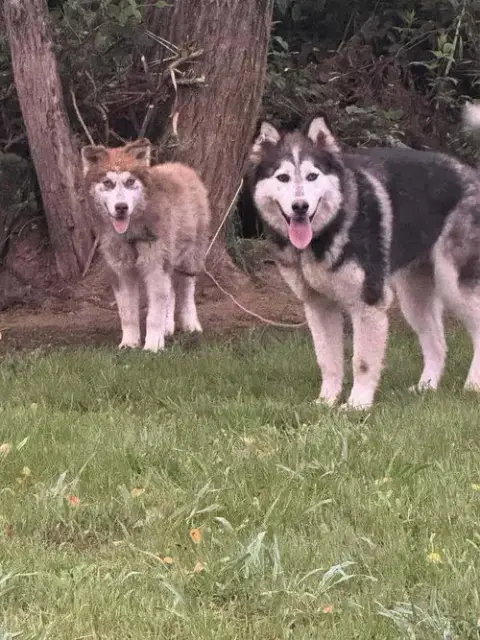 Nature Dawgs photo 4