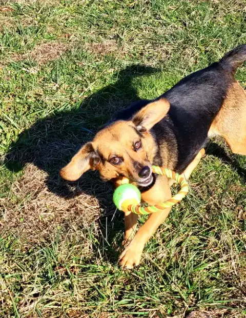 Harley photo 4