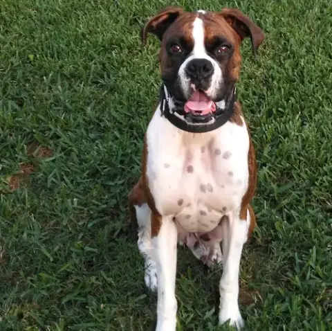 Cosmo