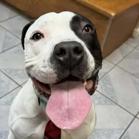 Krypto