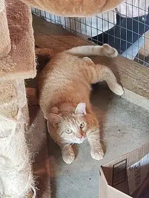 Barn Kitties-No Fee! photo 3