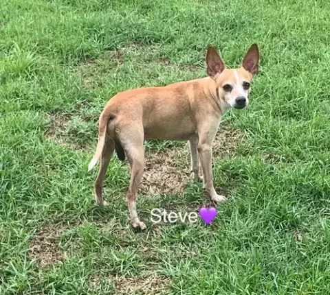 Steve photo 2