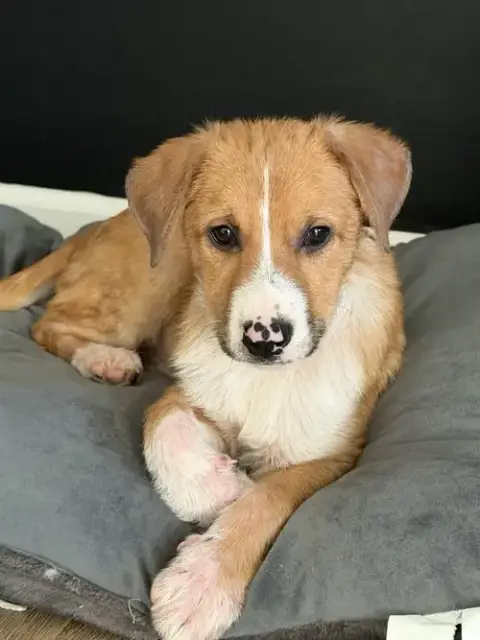 Puppy Teddy photo 4