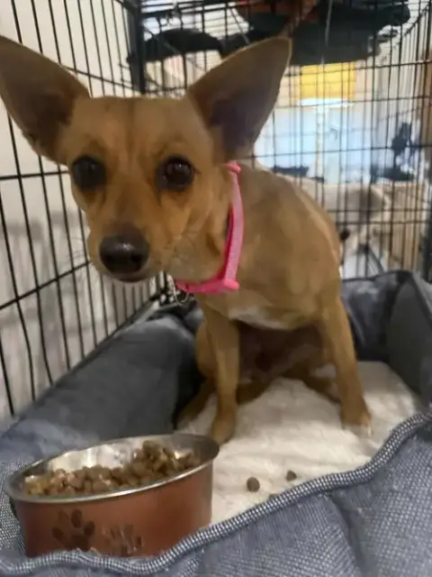 Penni *Arriving 2/20*