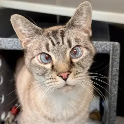 Kiko