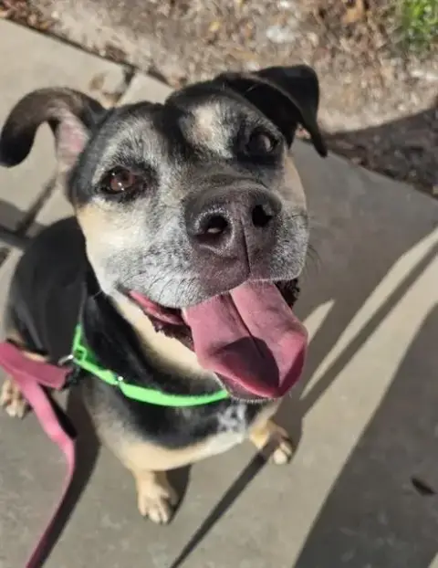 Bonita