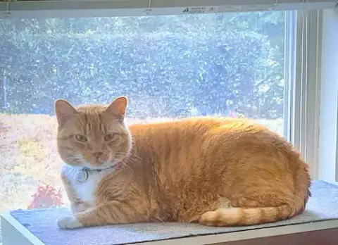 Garfield photo 2
