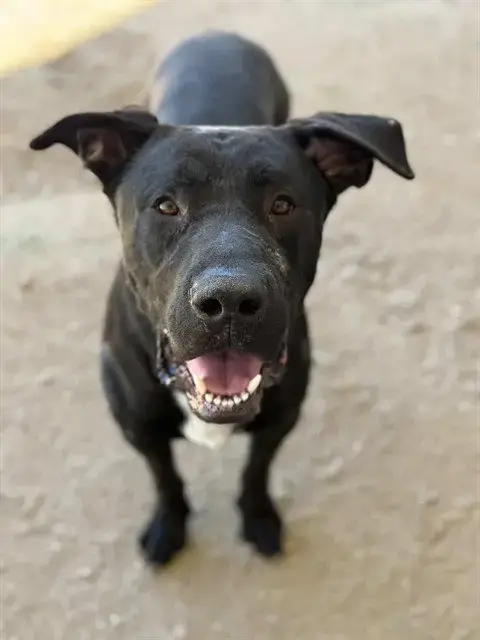 Bert