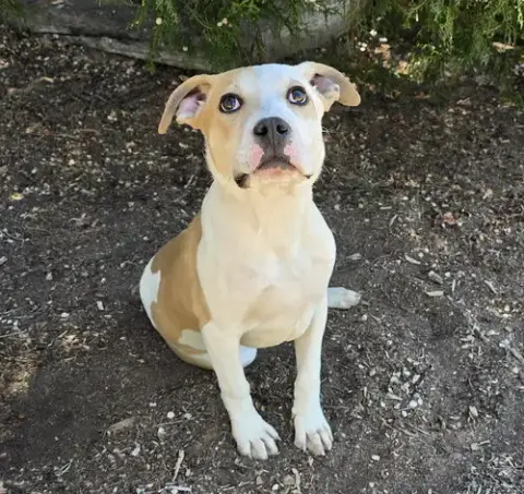 Precious Lil Mr Polo ~ Amazing