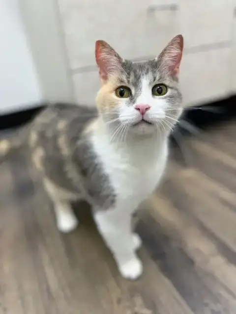 Maple