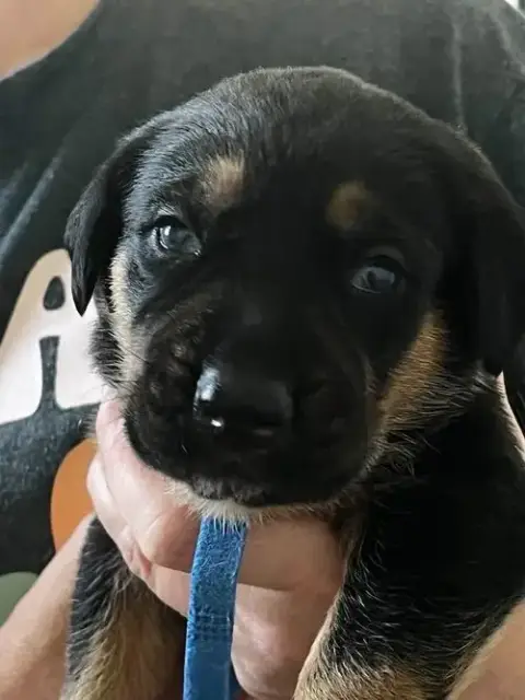 Gemstone Puppies