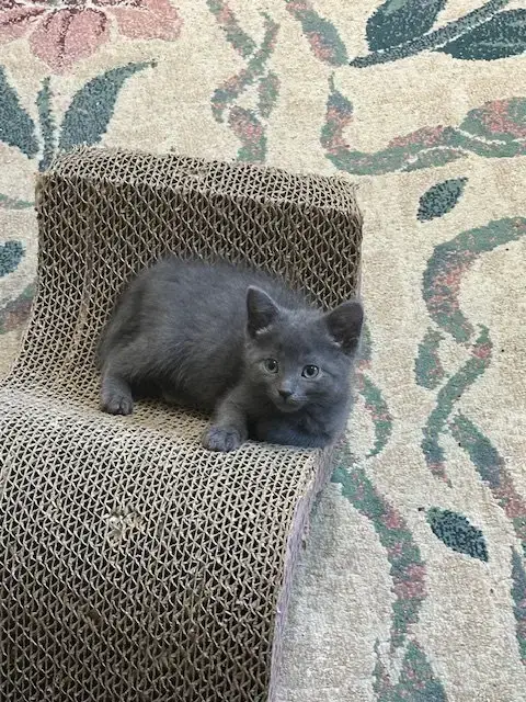 Lavender'S Ash Kitten photo 3