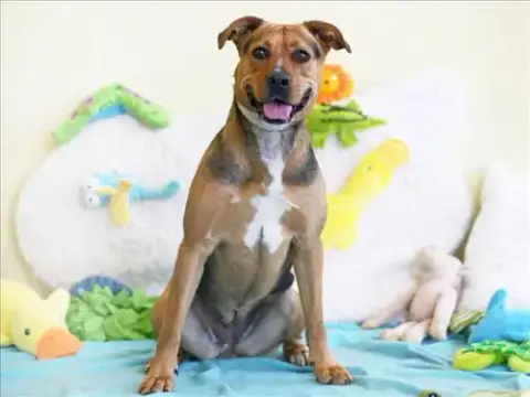 Piper