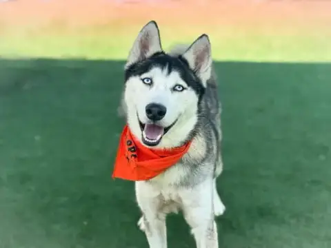 Leo