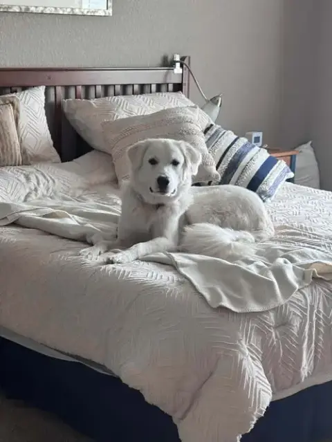 Sheva