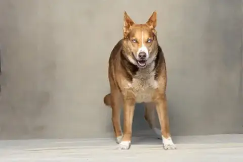 Cora