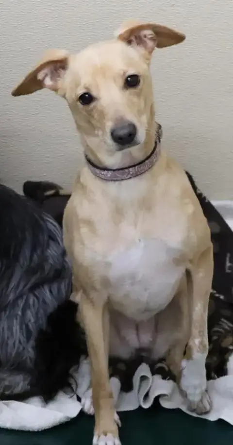 Biscuit