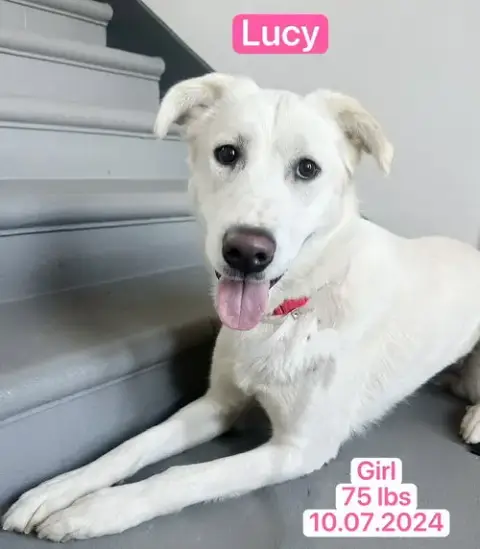 Lucy photo 4