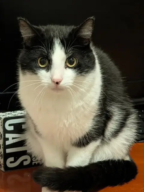 Domino photo 4